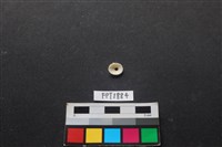 貝殼藏品圖，第2張