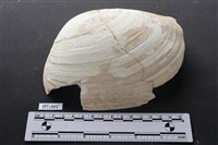 貝殼藏品圖，第1張