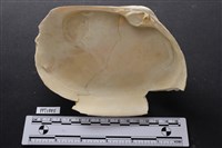 貝殼藏品圖，第2張