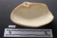 貝殼藏品圖，第2張