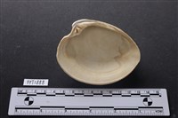 貝殼藏品圖，第2張