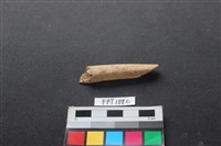 偶蹄類動物骨藏品圖，第2張