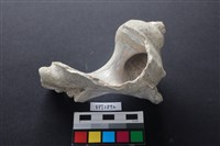 貝殼藏品圖，第2張