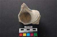 貝殼藏品圖，第2張