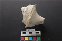 貝殼藏品圖，第1張