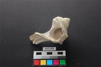 貝殼藏品圖，第2張