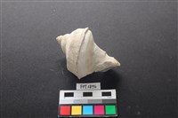 貝殼藏品圖，第1張