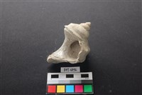 貝殼藏品圖，第2張