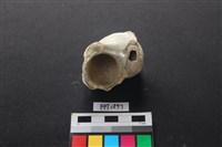 貝殼藏品圖，第2張