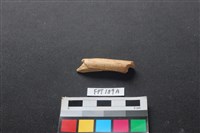 偶蹄類動物骨藏品圖，第1張