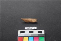 偶蹄類動物骨藏品圖，第1張