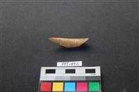 偶蹄類動物骨藏品圖，第1張