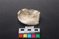 貝殼藏品圖，第2張