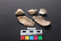 貝殼藏品圖，第2張