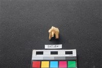 鹿骨藏品圖，第2張