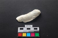 貝殼藏品圖，第1張