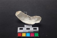 貝殼藏品圖，第2張