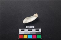 貝殼藏品圖，第2張