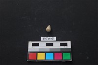 貝殼藏品圖，第1張