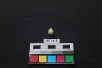 貝殼藏品圖，第2張