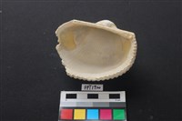 貝殼藏品圖，第2張