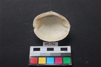 貝殼藏品圖，第2張
