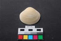 貝殼藏品圖，第1張