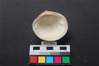 貝殼藏品圖，第2張