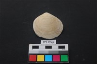 貝殼藏品圖，第1張