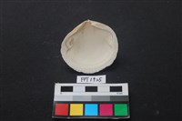 貝殼藏品圖，第2張