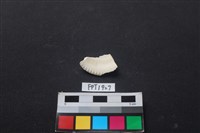 貝殼藏品圖，第2張