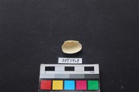 貝殼藏品圖，第2張