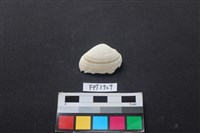 貝殼藏品圖，第1張