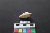 貝殼藏品圖，第2張