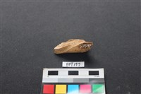 偶蹄類動物骨藏品圖，第2張