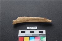 偶蹄類動物骨藏品圖，第2張