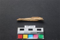 偶蹄類動物骨藏品圖，第2張