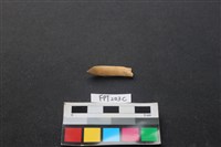 偶蹄類動物骨藏品圖，第1張