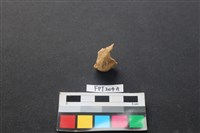 偶蹄類動物骨藏品圖，第1張