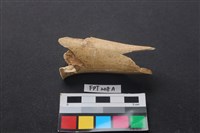 偶蹄類動物骨藏品圖，第2張