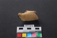 偶蹄類動物骨藏品圖，第2張