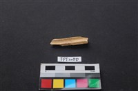 偶蹄類動物骨藏品圖，第2張