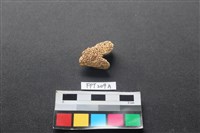 魚骨藏品圖，第2張