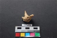 偶蹄類動物骨藏品圖，第1張