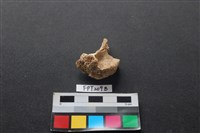 偶蹄類動物骨藏品圖，第2張