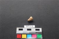 偶蹄類動物骨藏品圖，第1張