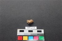 偶蹄類動物骨藏品圖，第2張