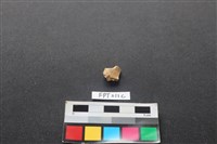 偶蹄類動物骨藏品圖，第2張
