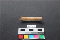偶蹄類動物骨藏品圖，第2張