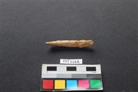 偶蹄類動物骨藏品圖，第2張